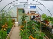 Polytunnel Progress August