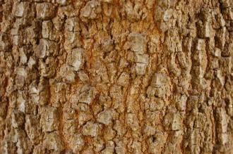 Quercus marilandica Bark (18/07/2015, Kew Gardens, London)