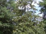 Quercus Marilandica
