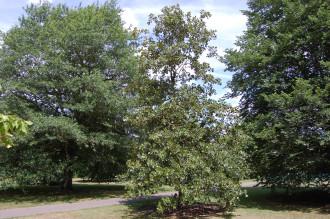 Quercus marilandica (18/07/2015, Kew Gardens, London)