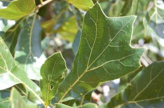 Quercus marilandica Leaf (18/07/2015, Kew Gardens, London)