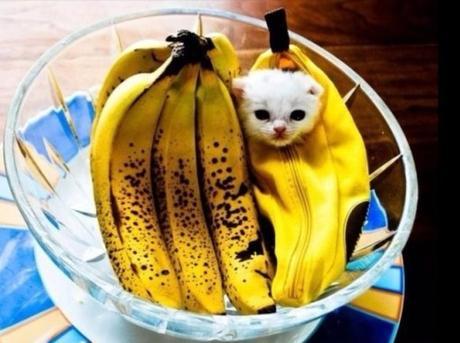 Cat Hiding in Food