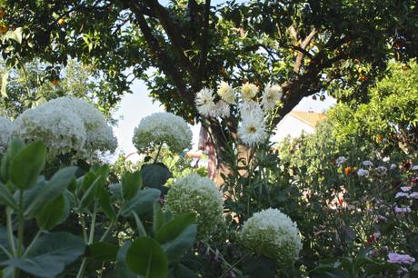 A Portuguese Garden