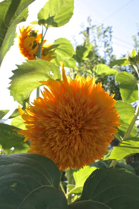 A Portuguese Garden