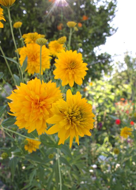 A Portuguese Garden