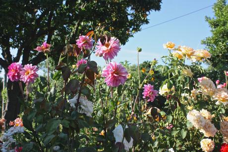 A Portuguese Garden