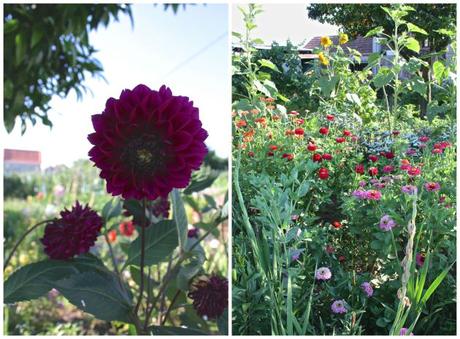 A Portuguese Garden