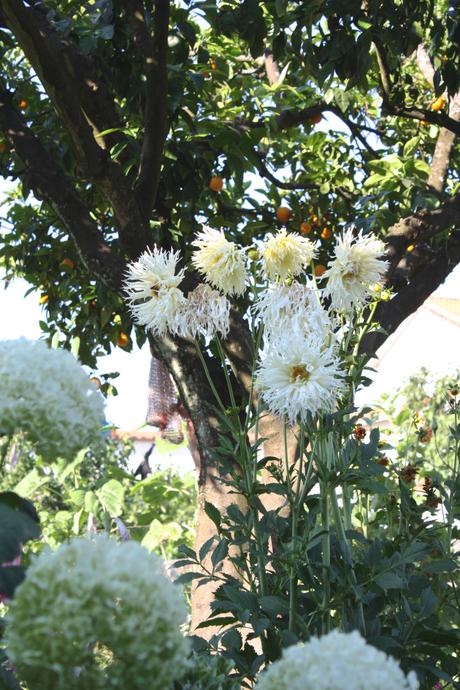 A Portuguese Garden