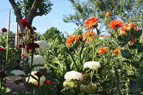 A Portuguese Garden