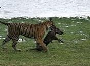Wildlife Groups Tigers Have Died India Seven Months