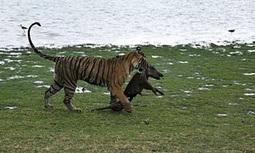 Wildlife groups say 41 tigers have died in India in seven months