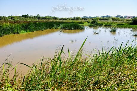 BioRia: Ria de Aveiro, Portugal (6)