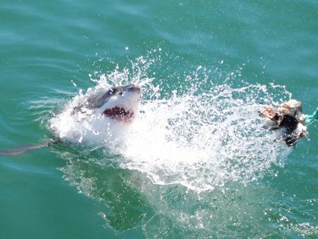 4 Activities You Must Try in Cape Town, South Africa