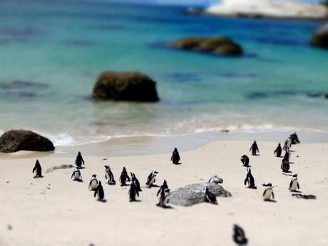 4 Activities You Must Try in Cape Town, South Africa