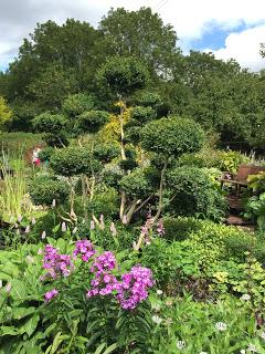 Hollyhocks and echinacea