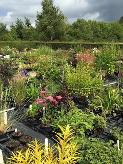 Hollyhocks and echinacea