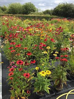 Hollyhocks and echinacea