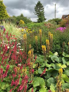 Hollyhocks and echinacea