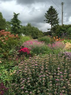 Hollyhocks and echinacea