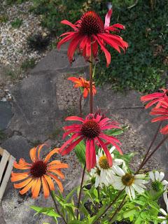 Hollyhocks and echinacea