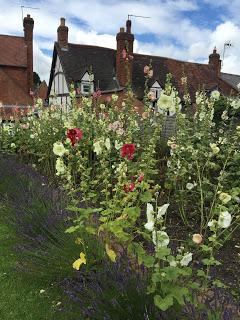 Hollyhocks and echinacea