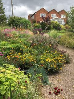 Hollyhocks and echinacea