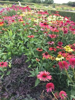 Hollyhocks and echinacea