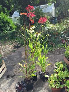 Hollyhocks and echinacea