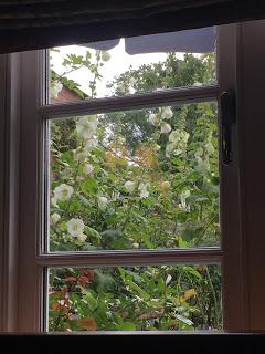 Hollyhocks and echinacea