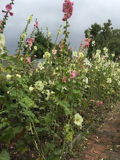 Hollyhocks and echinacea