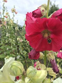 Hollyhocks and echinacea