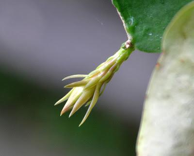 Record of an Obsession