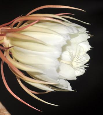 Record of an Obsession