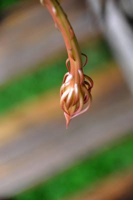 Record of an Obsession