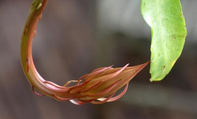 Record of an Obsession