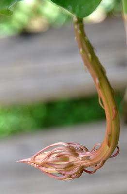 Record of an Obsession