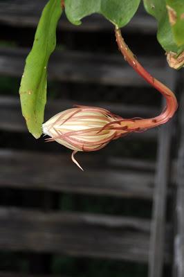 Record of an Obsession