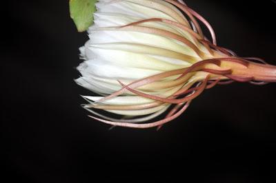 Record of an Obsession