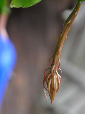 Record of an Obsession