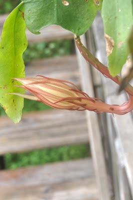 Record of an Obsession