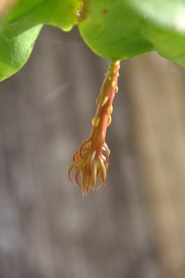 Record of an Obsession