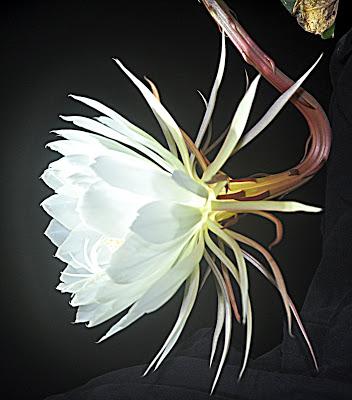 Record of an Obsession