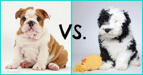 Bulldog vs. Sheepadoodle | Puppies