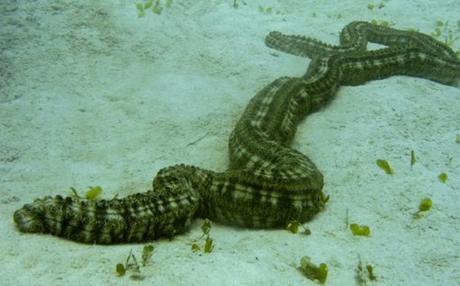 Top 10 Weird and Unusual Sea Cucumbers