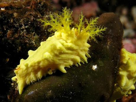 Sea Cucumber From The Malaysia Sea