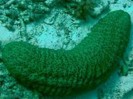 Sea Cucumber From The Great Barrier Reef 