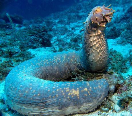 Top 10 Weird and Unusual Sea Cucumbers