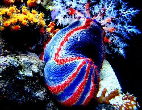 Top 10 Weird and Unusual Sea Cucumbers