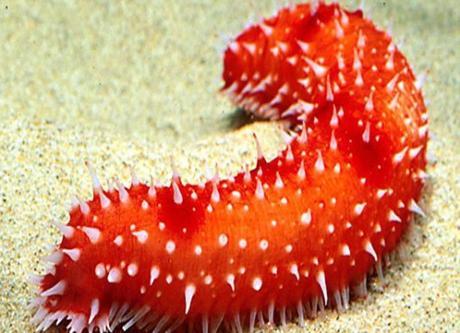 Top 10 Weird and Unusual Sea Cucumbers