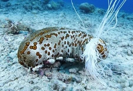 Top 10 Weird and Unusual Sea Cucumbers